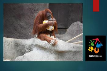 Haló,  zvířátka z pražské Zoo, co děláte? Plníme náročné úkoly a hrajeme ragby ...