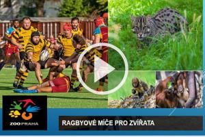 Některá zvířata ze Zoo Praha oslaví světový den zvířat 4. října 2025 s ragbyovými míči