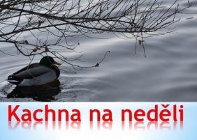 Mohou sportovci před volbami nosit čísla politických stran na zádech? Mohou sportovci před volbami nosit čísla politických stran na zádech?